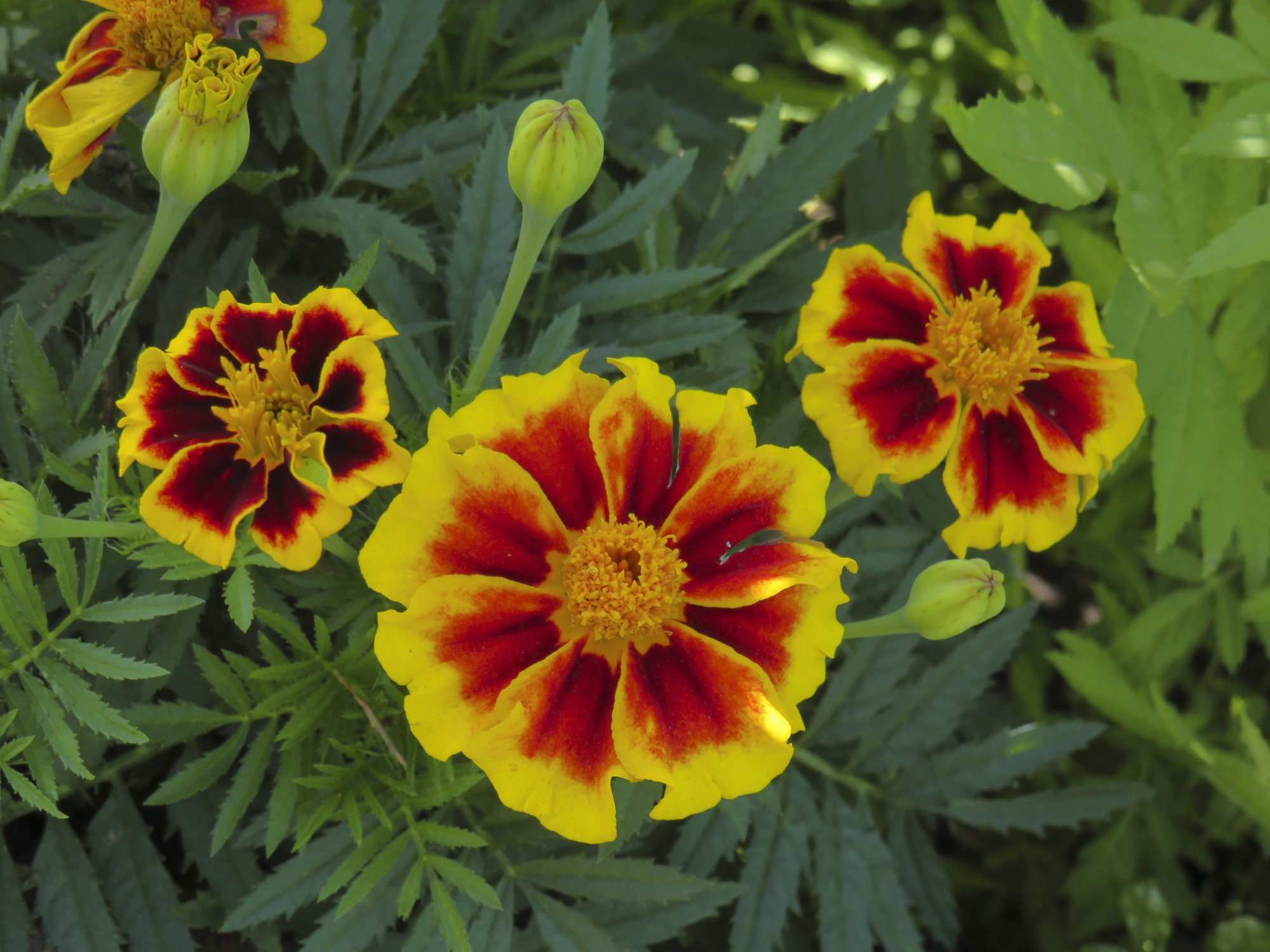 Dainty Marietta Marigold